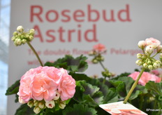 Eén van de Syngenta Flowers Stars, de Rosebud Astrid. Dit soort is erg geliefd in Scandinavië en tevens de Geranium an het jaar 2021 bij de brancheorganisatie Blomsterfrämjandet.